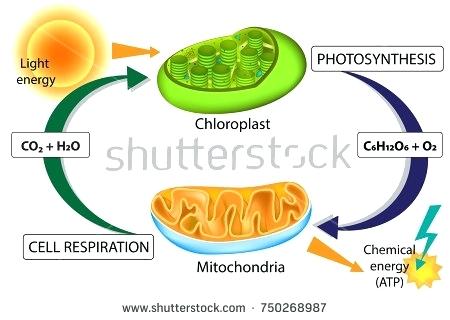Photosynthesis Cellular Respiration Chloroplast Mitochondria Stock 450x320 Photosynthesis Cellular Respiration Chloroplast Mitochondria Stock