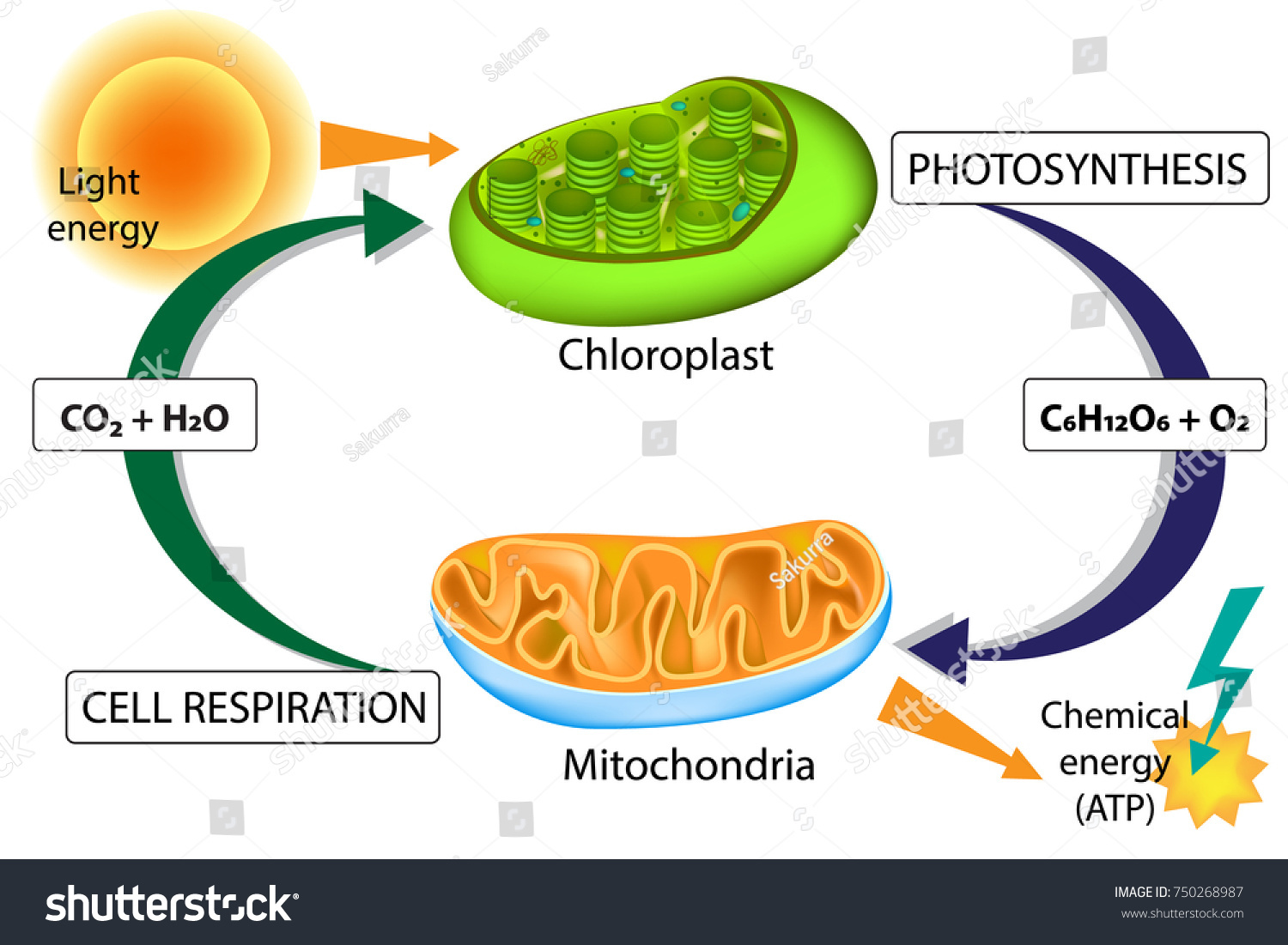 Synthesis Cellular Respiration Chloroplast Mitochondria Stock 1500x1101 Synthesis Cellular Respiration Chloroplast Mitochondria Stock