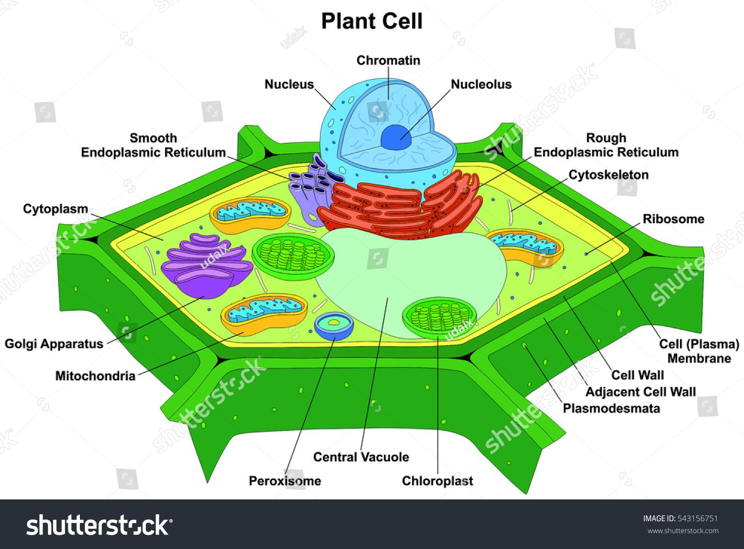 Vector Plant Cell Anatomy Diagram Structure With All Part Nucleus 1500x1107 Vector Plant Cell Anatomy Diagram Structure With All Part Nucleus