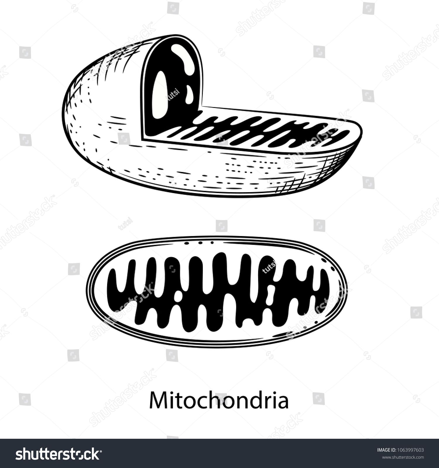 Vector Image Of Mitochondriavector Image Mitochondria Learning 1500x1600 Vector Image Of Mitochondriavector Image Mitochondria Learning