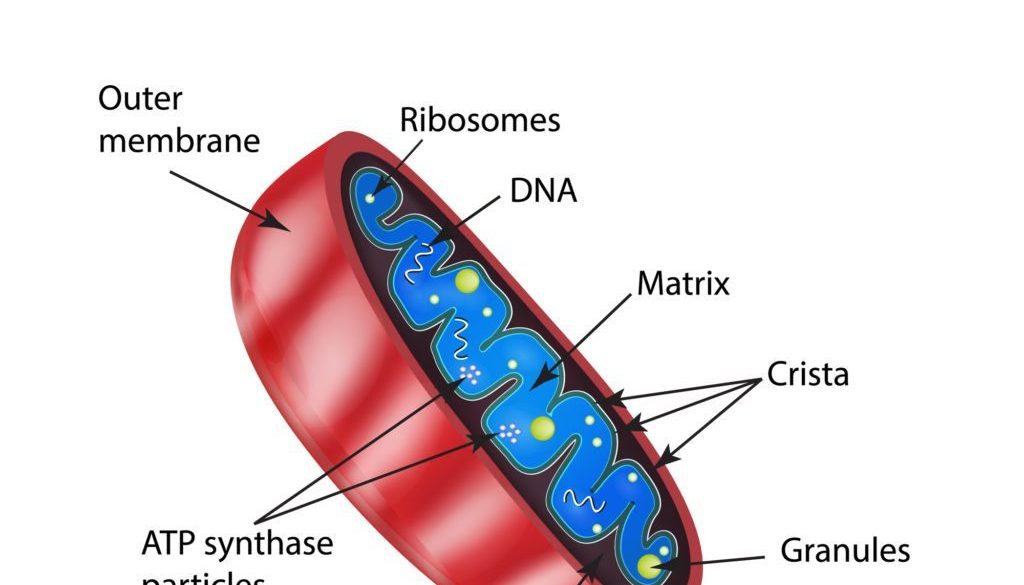 What Is Mitochondrial Dna 1024x585 What Is Mitochondrial Dna