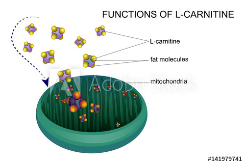 L Carnitine Transports Fat Molecules Into The Mitochondria 500x334 L Carnitine Transports Fat Molecules Into The Mitochondria