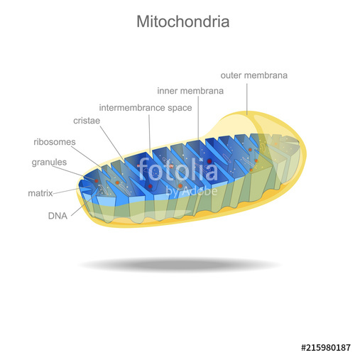 Mitochondria Stock Image And Royalty Free Vector On Fotolia 500x500 Mitochondria Stock Image And Royalty Free Vector On Fotolia