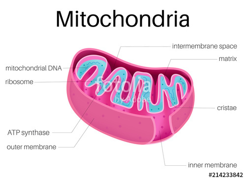 Illustration Diagram Of Mitochondria Stock Image And Royalty Free 500x366 Illustration Diagram Of Mitochondria Stock Image And Royalty Free