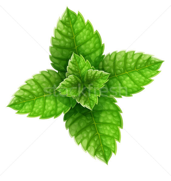 565x600 Mojito Stock Vectors, Illustrations And Cliparts Stockfresh
