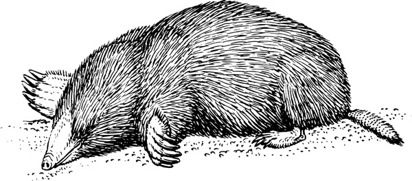 600x263 Mole Vectors Free Vector Download