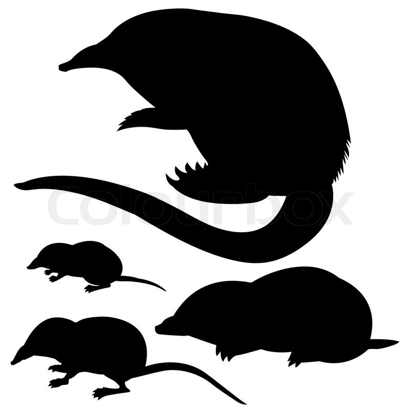 800x800 Silhouette Of The Mole, Mouse And Stock Vector Colourbox