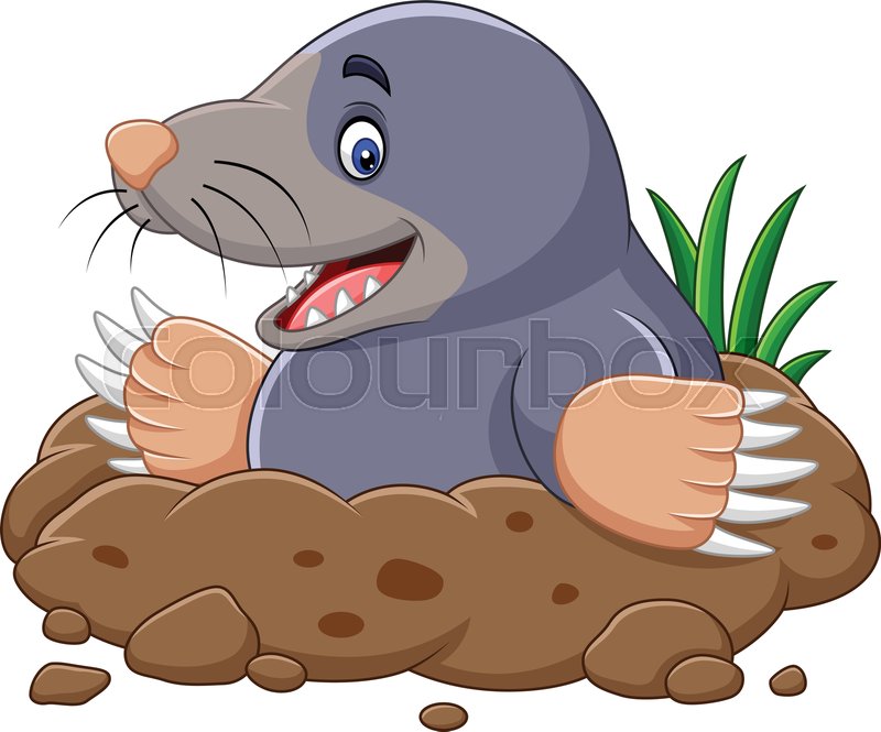 800x665 Vector Illustration Of Cartoon Mole Stock Vector Colourbox