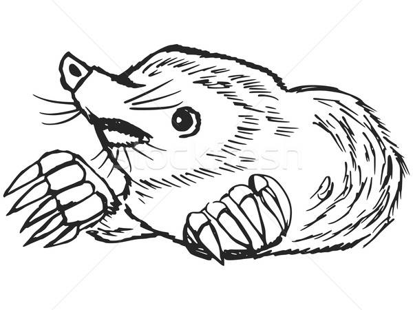 600x450 Mole Vector Illustration Oleksandr Kovalenko