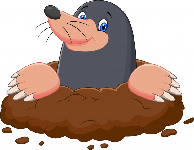 626x485 Cartoon Funny Mole Vector Premium Download