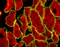 204x160 Mouse On Mouse