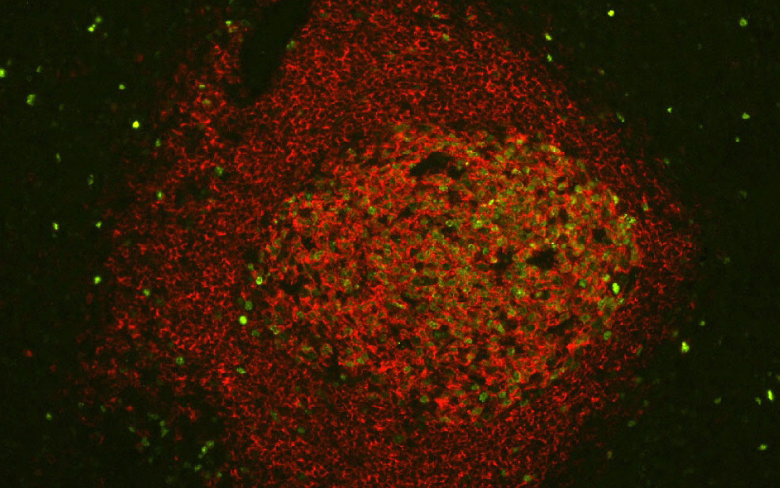 1600x1000 Slide Preparation Vector Labs