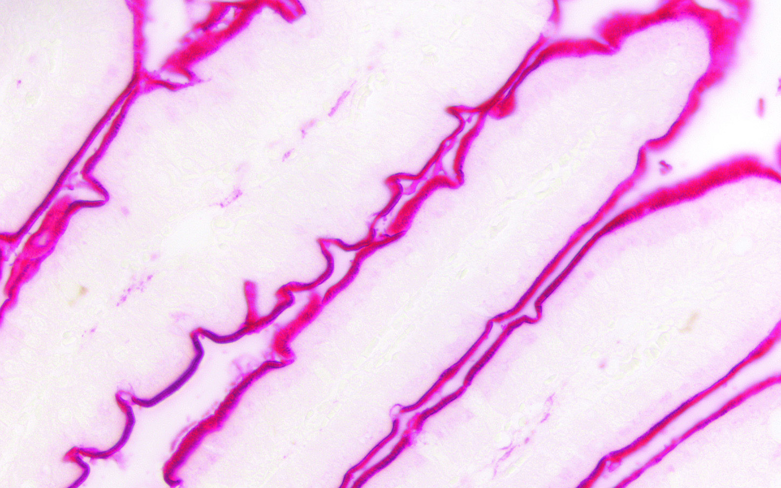 1600x1000 Species On Species Detection Vector Labs