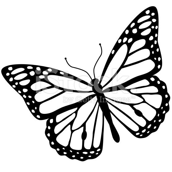 Monarch Butterfly Vector