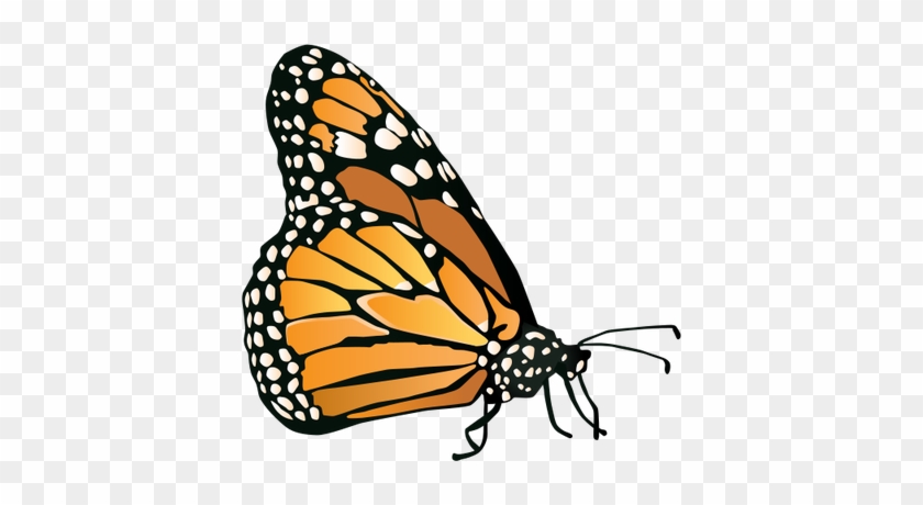840x460 Monarch Butterfly Clipart Vector Side