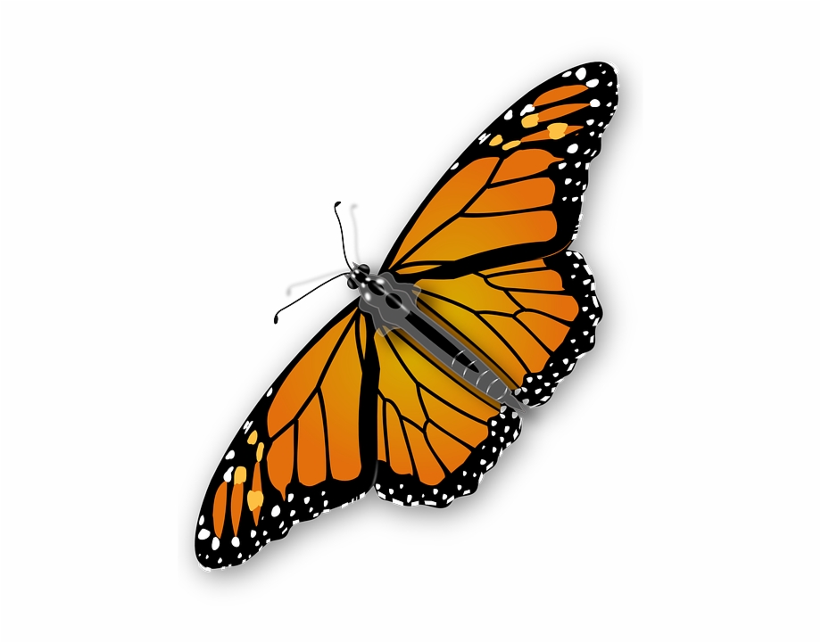 920x721 Monarch Butterfly Vector