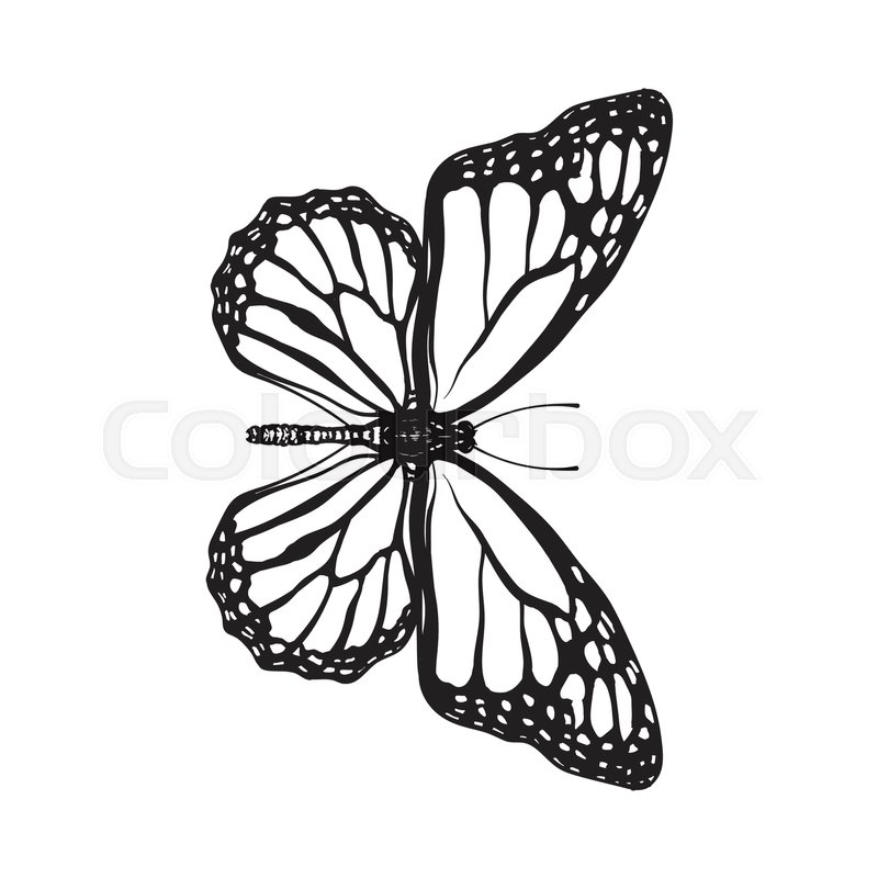 800x800 Top View Of Beautiful Monarch Stock Vector Colourbox