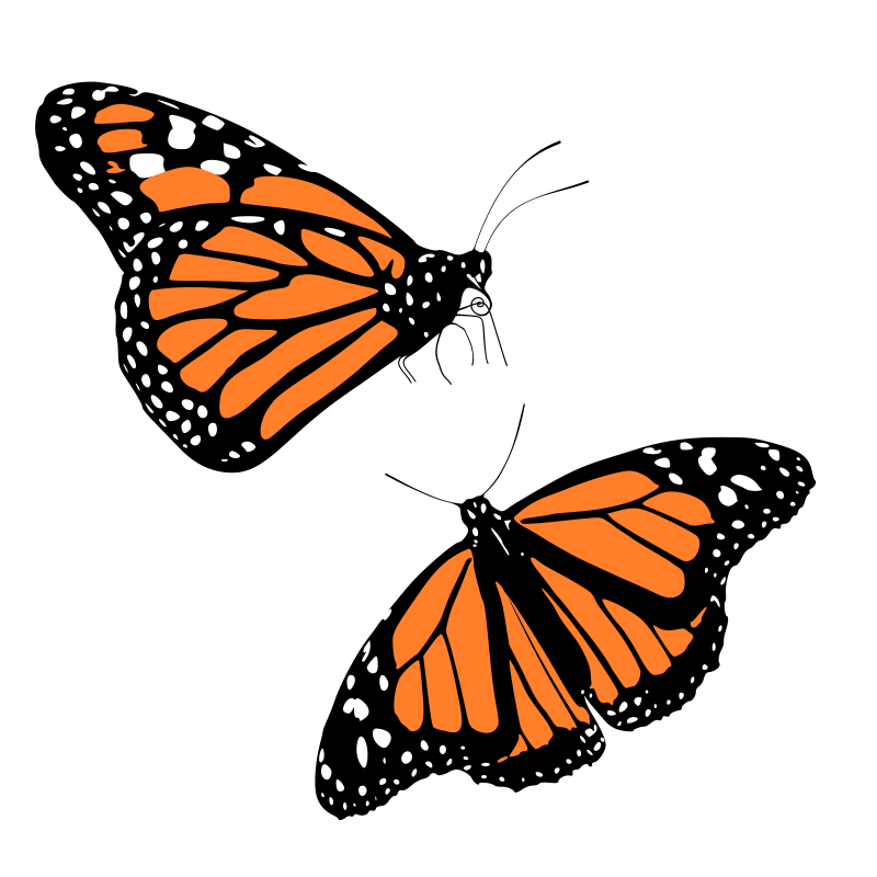 800x800 Collection Of Free Butterflies Vector Mo