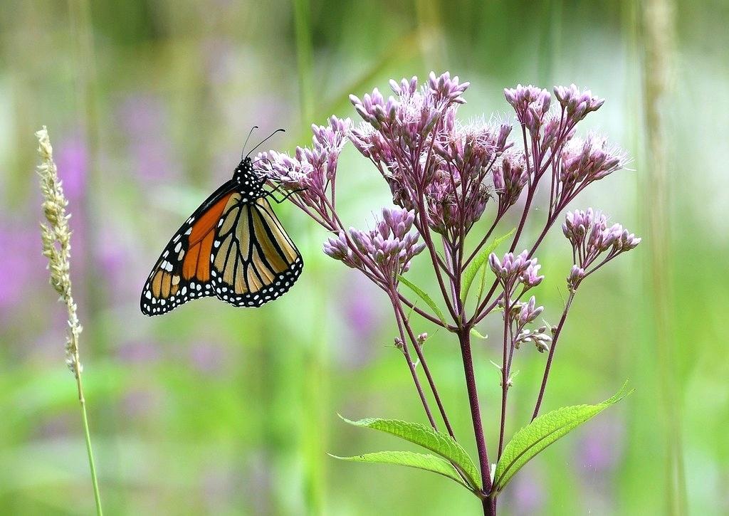 1024x725 Monarch Butterfly Flowers