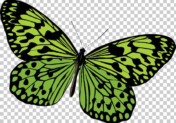 728x508 Monarch Butterfly Pieridae Moth Png, Clipart, Brush Footed