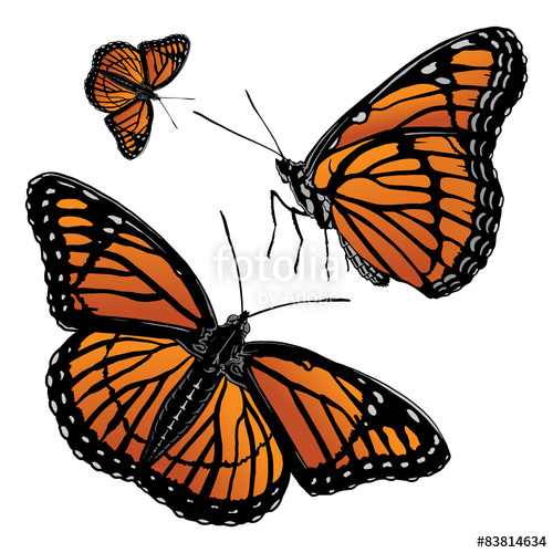 Monarch Vector at Vectorified.com | Collection of Monarch Vector free ...