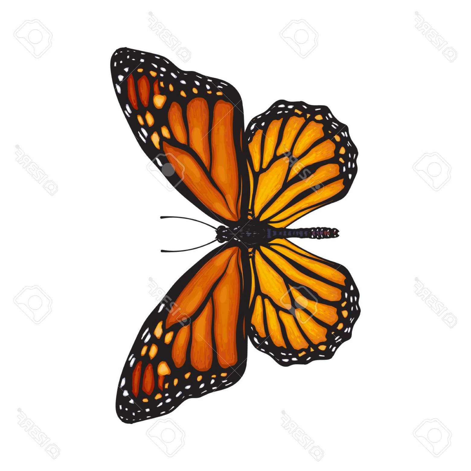 1560x1560 Monarch Butterfly Vector Boozeworthy
