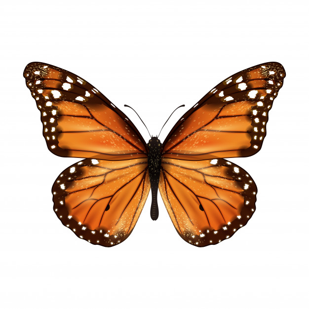626x626 Monarch Butterfly Vectors, Photos And Free Download