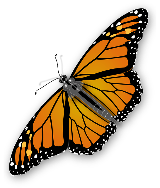 546x640 Monarch Butterfly Vector Free Vector, Icons
