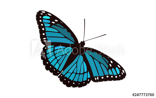 500x313 Blue Winged Butterfly Vector