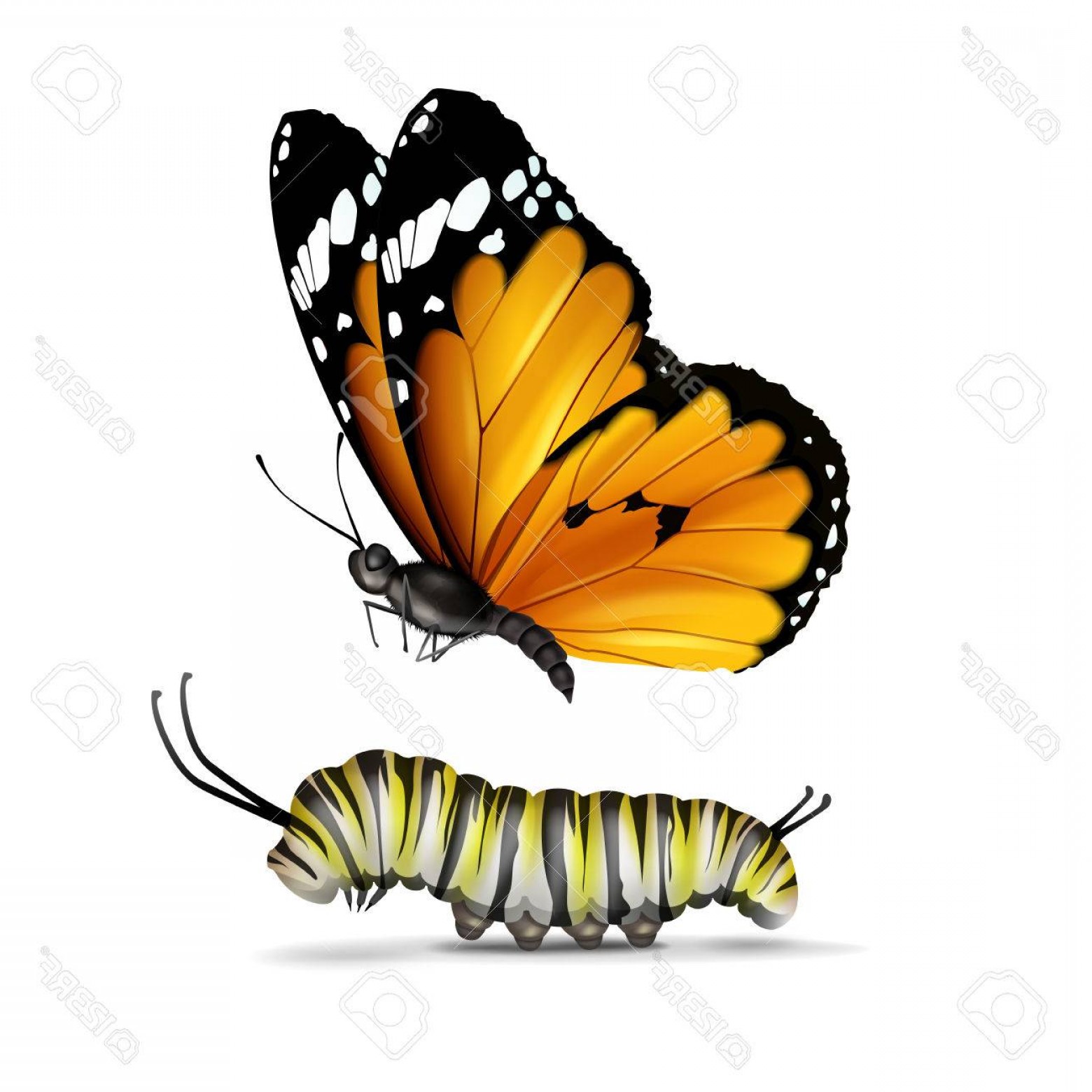 1560x1560 Photostock Vector Vector Realistic Plain Tiger Or African Monarch