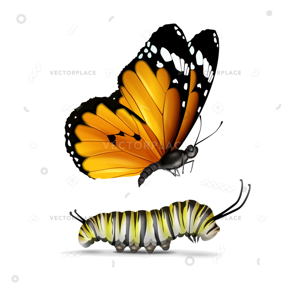 1000x1000 Realistic Plain Tiger Or African Monarch Vector Illustration