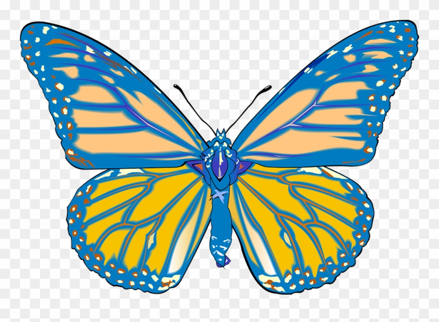 880x647 Butterfly, Drawing, Graphics, Graphic Designer, Vector