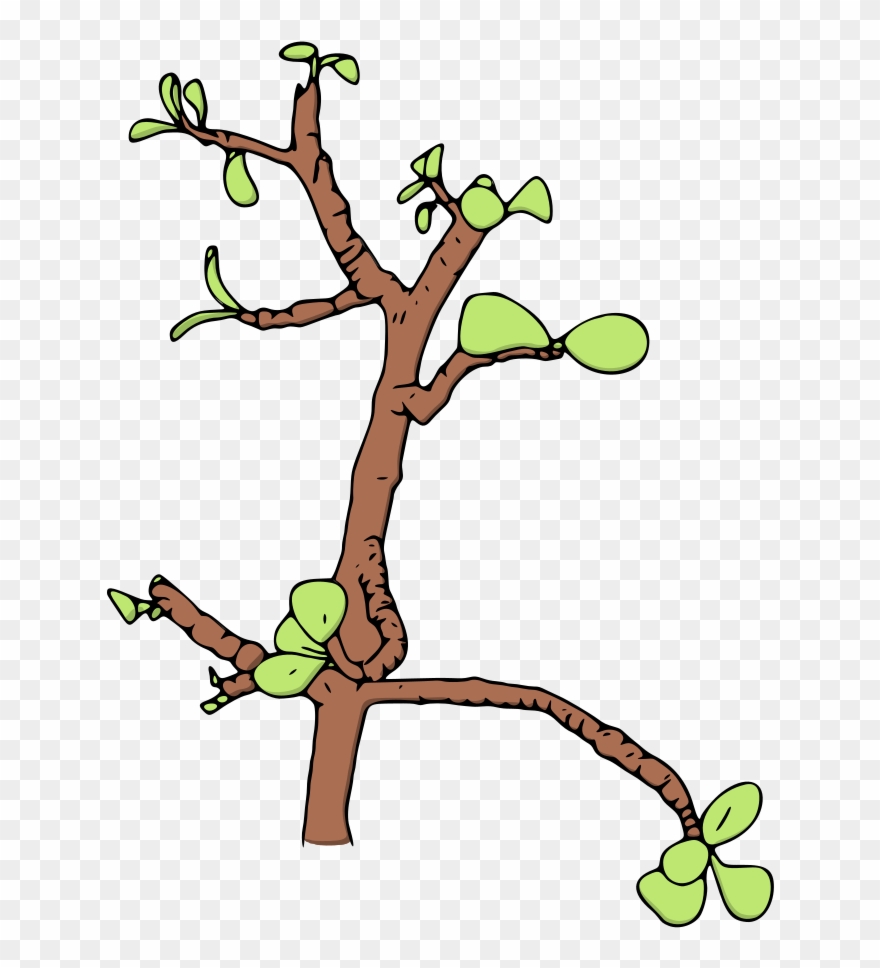 880x968 Jade Money Tree Vector Illustration