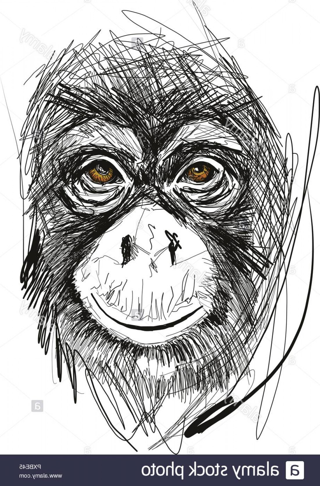 1101x1668 Monkey Face Vector Catamart