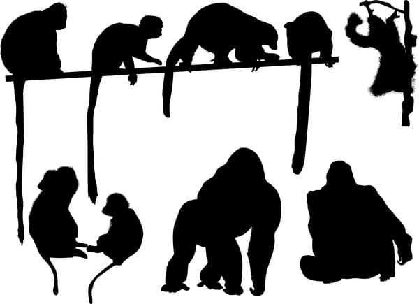 600x435 Animal Monkey Silhouette Vector Free Graphics Uihere
