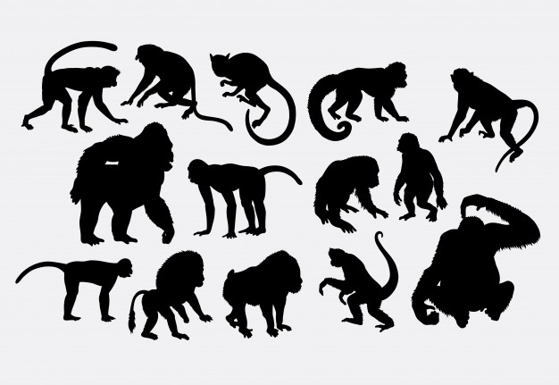 626x431 Monkey Ape And Gorilla Silhouette Vector Premium Download