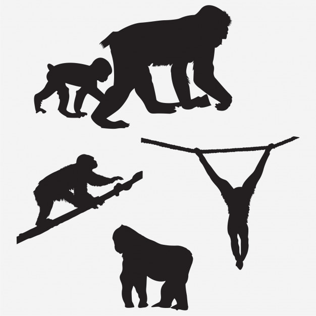 626x626 Monkey Silhouettes Vector Premium Download