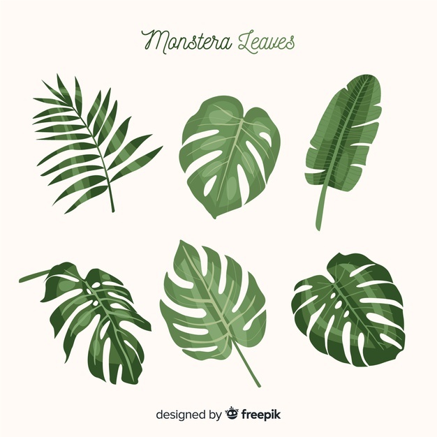 Monstera Leaf Vector At Vectorified Collection Of Monstera Leaf Vector Free For Personal Use Monstera Leaf Vector At Vectorified Collection Of Monstera Leaf Vector Free For Personal Use