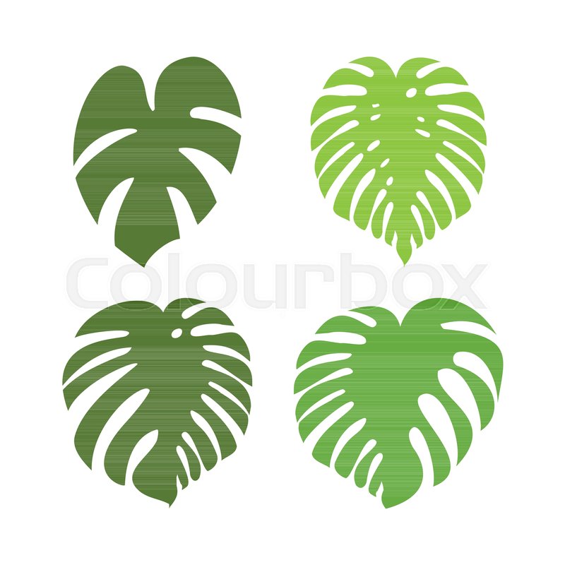 Monstera Leaf Vector Icon Collection Stock Vector Colourbox 800x800 Monstera Leaf Vector Icon Collection Stock Vector Colourbox