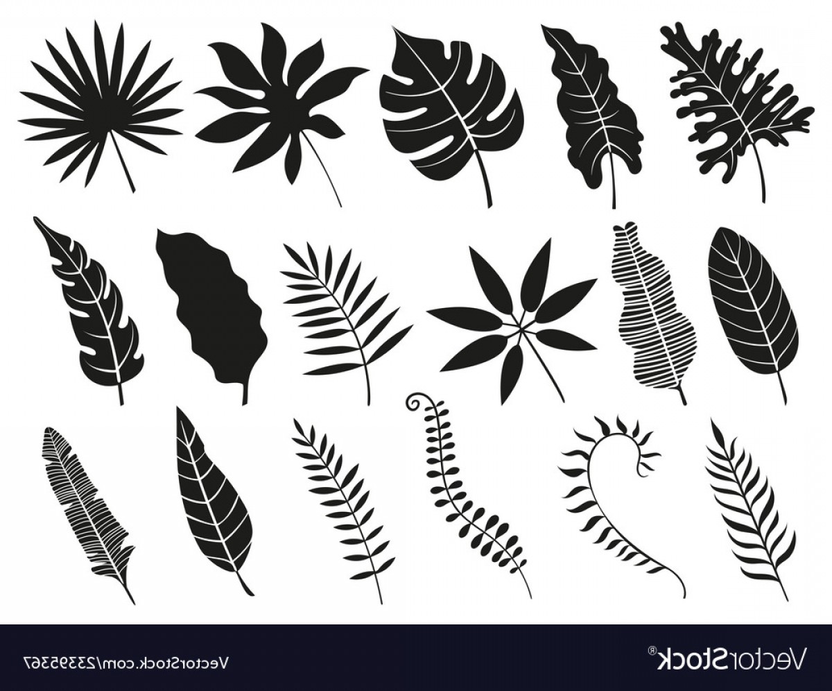 Palm Leaf Silhouette Monstera Frond Plant Leaves Vector Wallkeeper 1200x996 Palm Leaf Silhouette Monstera Frond Plant Leaves Vector Wallkeeper