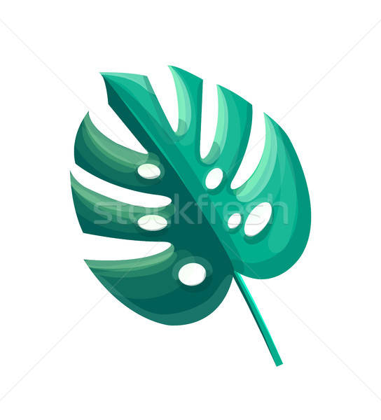 Summer Plant Monstera Leaf Vector Illustration Vector Illustration 544x600 Summer Plant Monstera Leaf Vector Illustration Vector Illustration