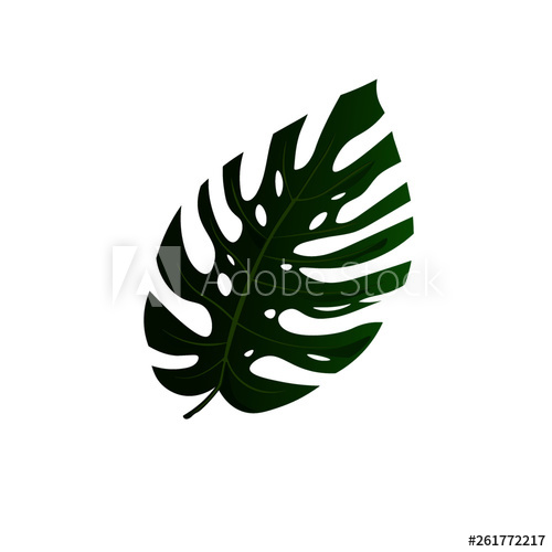 Tropical Monstera Leaf Vector Illustration Isolated On White 500x500 Tropical Monstera Leaf Vector Illustration Isolated On White