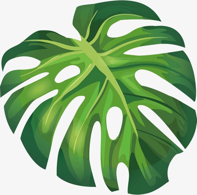 Green Summer Banana Leaves, Vector Png, Banana Leaf, Green Banana 650x644 Green Summer Banana Leaves, Vector Png, Banana Leaf, Green Banana