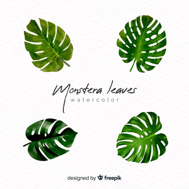 Watercolor Monstera Leaves Vector Free Download 626x626 Watercolor Monstera Leaves Vector Free Download