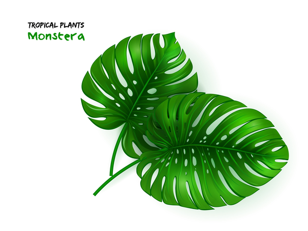 Vector Illustration Of Isolated Realistic Tropical Monstera Plant 600x450 Vector Illustration Of Isolated Realistic Tropical Monstera Plant