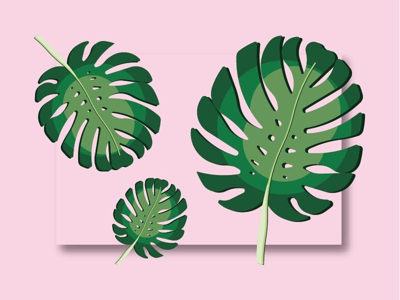 Monstera Leaves 800x600 Monstera Leaves