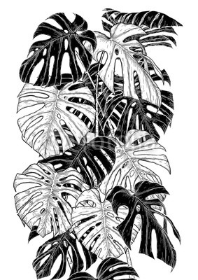 Monstera Leaf Sketch 283x400 Monstera Leaf Sketch