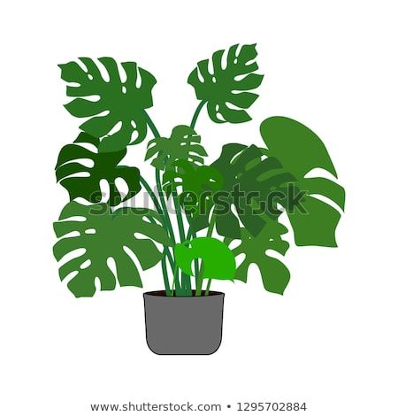 Monstera Plant In The Pot 450x470 Monstera Plant In The Pot