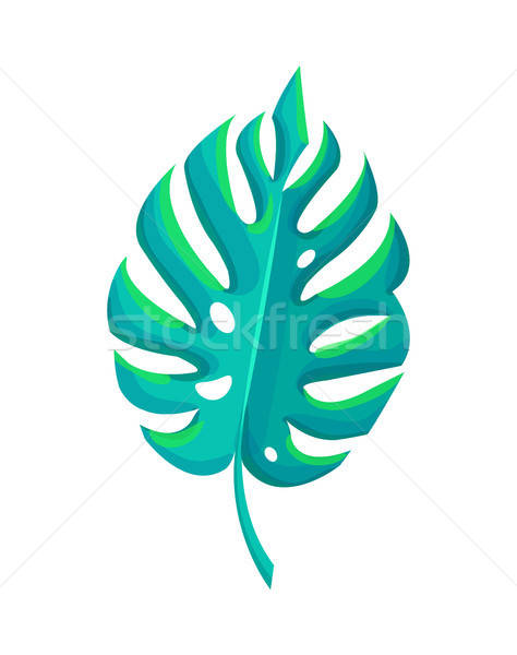 Botanical Element Monstera Vector Illustration Vector Illustration 474x600 Botanical Element Monstera Vector Illustration Vector Illustration