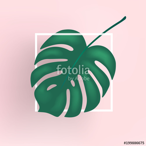 Monstera Vector Leaf, Template Tropical Leaves, Pink Trendy 500x500 Monstera Vector Leaf, Template Tropical Leaves, Pink Trendy